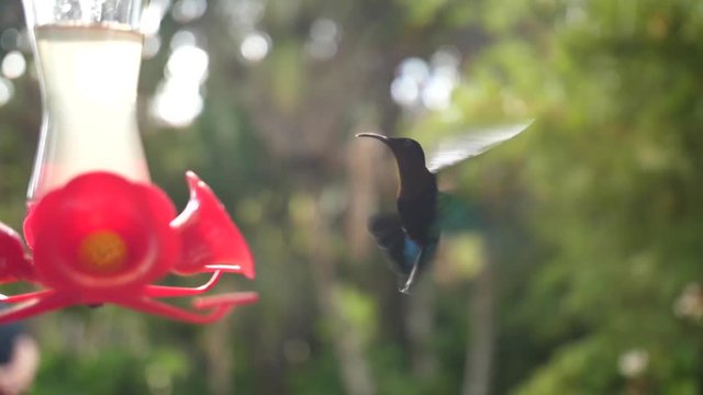 Humming-bird flying and eating nectar in slow motion with blurry background. Bird looking camera in the eye. Filmed with GH5 Metabones Speedbooster Sigma 18-35mm ND filter Tiffen