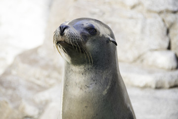 seal