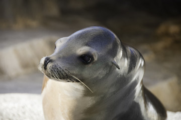 Seal