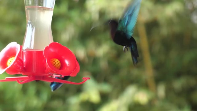 Humming-birds flying and eating nectar in slow motion. Filmed with GH5 Metabones Speedbooster Sigma 18-35mm ND filter Tiffen