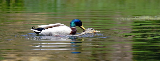 Paarung der Stockenten