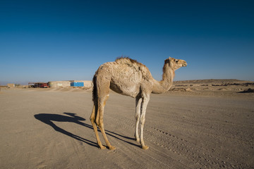 bactrian camel during go to Maranjab Desert, Kashan, Iran