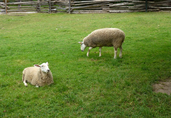 Sheep in the farm