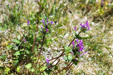 Creeping Charlie Flowers 
