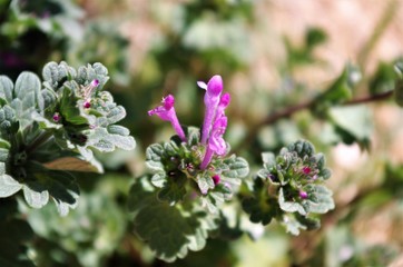 Creeping Charlie flower weed