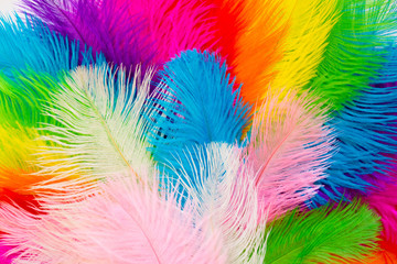 Bright colored feathers for a carnival costume. Color confetti. White background.