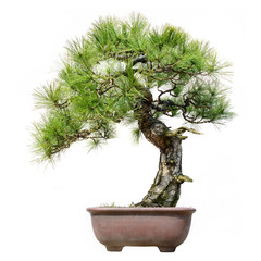 Pine Bonsai Isolated on White Background