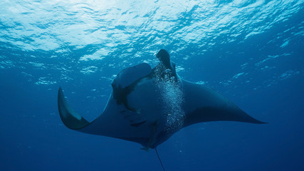 Giant Oceanic Manta Ray, diving in Socorro, Mexico. Revillagigedo Archipelago, often called by its largest island Socorro is a UNESCO world heritage site due to its unique ecosystem.