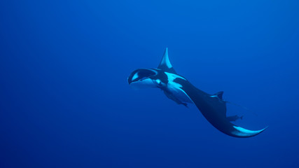 Giant Oceanic Manta Ray, diving in Socorro, Mexico. Revillagigedo Archipelago, often called by its largest island Socorro is a UNESCO world heritage site due to its unique ecosystem.