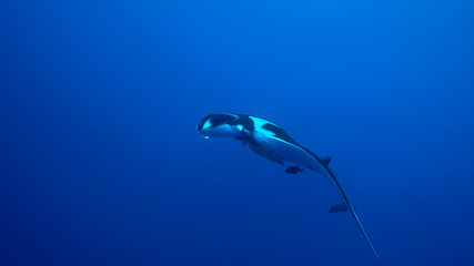 Giant Oceanic Manta Ray, diving in Socorro, Mexico. Revillagigedo Archipelago, often called by its largest island Socorro is a UNESCO world heritage site due to its unique ecosystem.