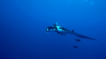 Giant Oceanic Manta Ray, diving in Socorro, Mexico. Revillagigedo Archipelago, often called by its largest island Socorro is a UNESCO world heritage site due to its unique ecosystem.