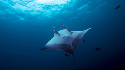 Giant Oceanic Manta Ray, diving in Socorro, Mexico. Revillagigedo Archipelago, often called by its largest island Socorro is a UNESCO world heritage site due to its unique ecosystem.