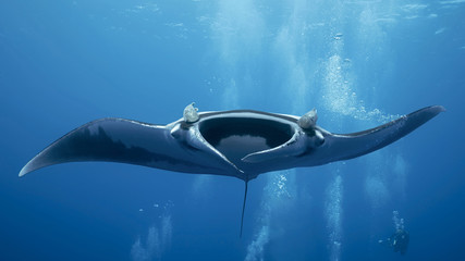 Giant Oceanic Manta Ray, diving in Socorro, Mexico. Revillagigedo Archipelago, often called by its largest island Socorro is a UNESCO world heritage site due to its unique ecosystem.