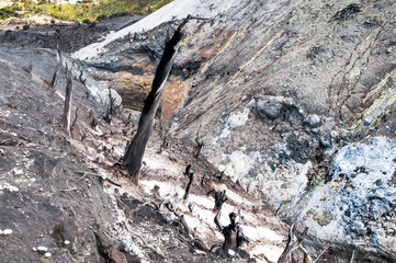 dry trees for sulfur mining