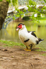 Animales en el parque