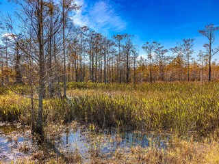 Autumn Florida Swamp