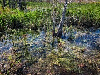 summer in the swamp