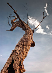 Single paperbark tree standing at Nourlangie badlands in Kakadu National Park