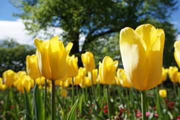 Obraz premium Yellow tulips