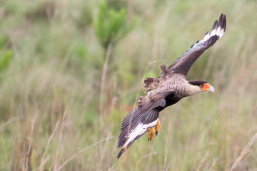 vuelo