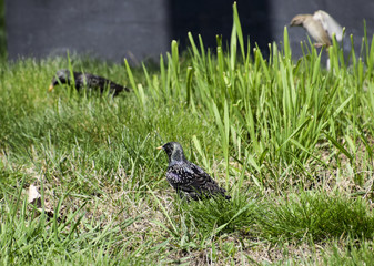 Starlings walk on the grass
