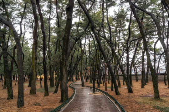 daereungwon pine tree forest