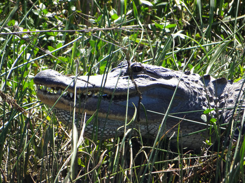 American Alligator basking in the morning sun.