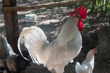 gallo