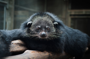 Obraz premium binturong