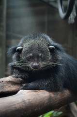 binturong