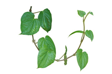 betel leaf, vine plant isolated on white background, clipping path