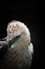Changeable Hawk Eagle
