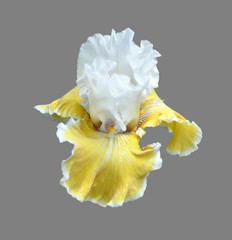 iris flower
