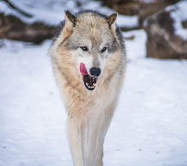 Gray Wolf Licking Its Chops