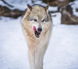 Deurstickers Gray Wolf Licking Its Chops © Dan J Rozak