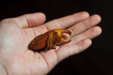 Dynastinae