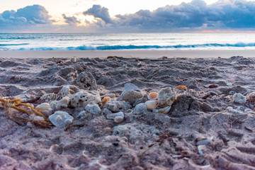 close up of shells and coral washed up on the shore on an early morning