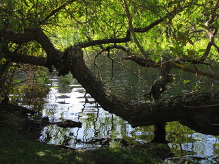 Willow over the lake