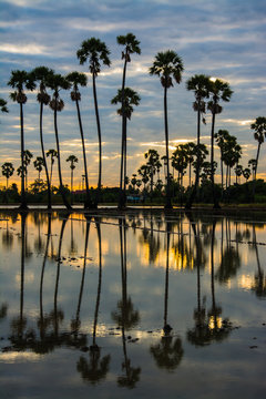 landscape of sugar palm tree in Twilight time ,Thailand