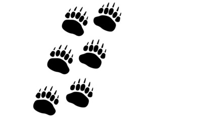 Bear Paw Track