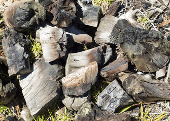 Charred trunks - extinguished bonfire