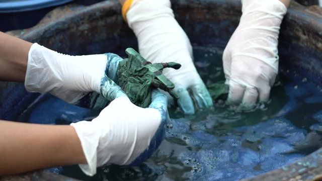 Asian girl hand wrapped in white rubber gloves to protect the dye. The cloth is rubbed into the dyed blue indigo. The method of dyeing of the native of Thailand. It is an ancient method of dyeing that