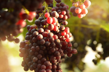 Red ripe grapes in the garden 
