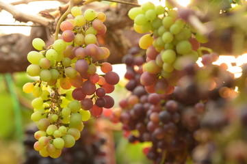 Red ripe grapes in the garden 