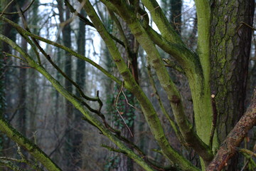Moss on a tree. Texture. landscape