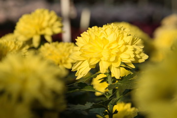 Beautiful yellow Mums or Chrysanthemums.