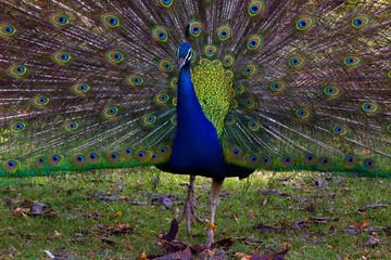 Peacock