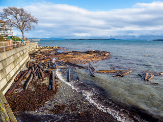 Sidney BC shore with driftwood after the windstorm
