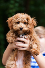 A New Bichon Poodle Puppy