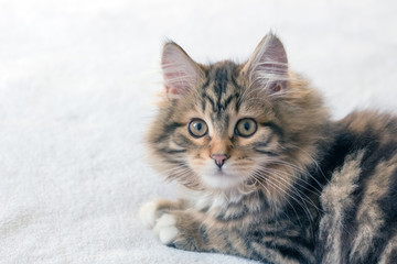 Obraz premium Zaskoczony słodki kotek na białym tle z dużymi szeroko otwartymi oczami, długimi wąsami i białymi łapami. Uważa się, że uroczy brązowy kot syberyjski leśny w paski powoduje mniej alergii